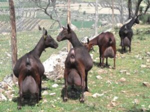 Murcia Granada Goat: Origin, Characteristics, Uses