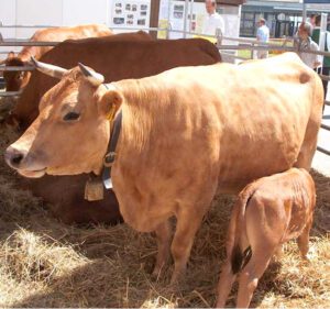 Murnau-Werdenfels Cattle Characteristics & Uses