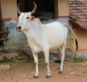 Nagori Cattle Characteristics, Origin & Uses