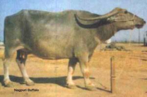 Nagpuri Buffalo