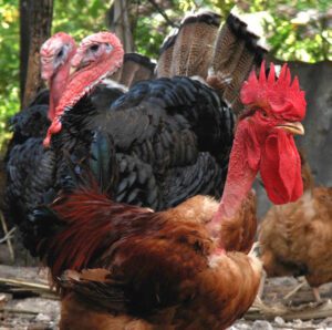 Naked Neck Chicken Farming: Start Business for Profits