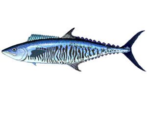 Narrow-Barred Spanish Mackerel Fish Characteristics