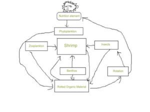 Increase Natural Fish Feed Production For Fish