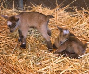 How to Care For Baby Goats?