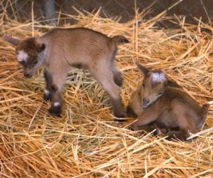 Abandoned Newborn Goat Care