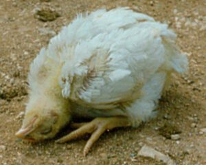 Newcastle Disease