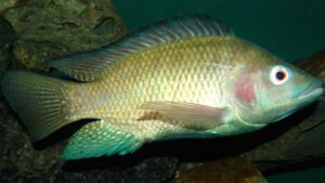 Nile Tilapia Fish: Origin, Characteristics, Uses, Photo