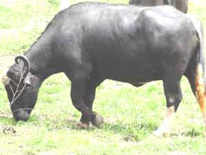 nili-ravi buffalo, nili-ravi buffalo color, nili-ravi buffalo characteristics, nili-ravi buffalo weight, nili-ravi buffalo size