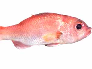 Nodoguro fish, Nodoguro fish price, where to buy Nodoguro fish, Nodoguro fish in English, Nodoguro fish characteristics