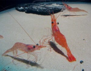 Northern Shrimp: Characteristics, Uses