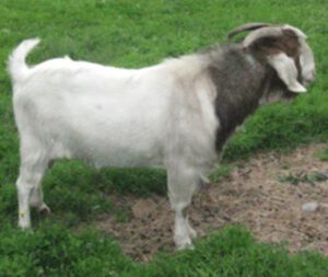 Raising Nubian Boer Goat