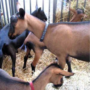 Oberhasli Goat Farming