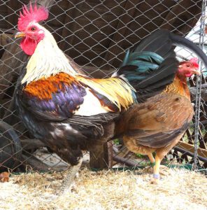 Old English Game Chicken Characteristics & Uses Info