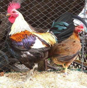 Caring for Pet Chickens: Best Beginner’s Guide