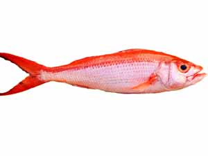 Onaga fish