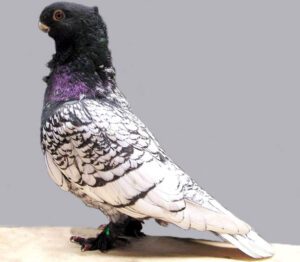 Oriental Frill Pigeon