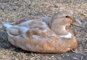 Orpington Duck Farming: Business Plan For Beginners