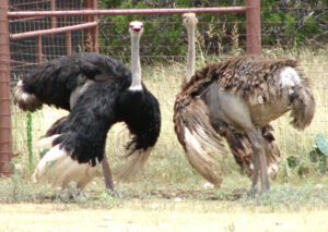 Best Ostrich Housing Guide For Beginners