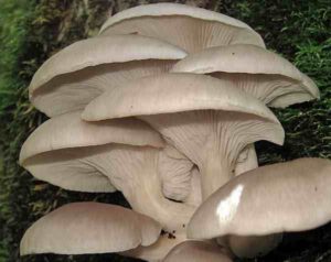 Oyster Mushroom Farming
