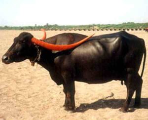 Pandharpuri Buffalo Characteristics, Origin & Uses Info