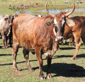 Pantaneiro Cattle Characteristics, Origin, Uses