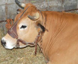 Parthenais Cattle: Origin, Characteristics, Uses, Photo