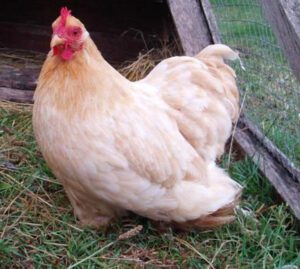 Pekin Chicken Farming: Best Business Starting Plan