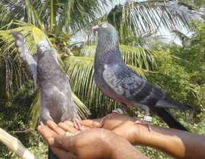 How To Keep Pigeons As Pets