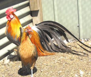 Phoenix Chicken: Origin, Characteristics, Uses, Photo