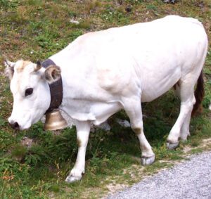 Piedmontese Cattle Characteristics, Uses & Origin