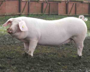 Pig Farming in India: Business Plan For Beginners