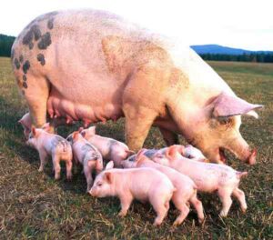 Pig Farming in Nigeria – 13 Easy Steps For Beginners