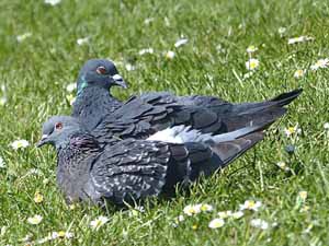 pigeon gender, how to determine pigeon gender