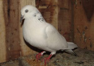 Raising Pigeons: Best 7 Tips for Beginners