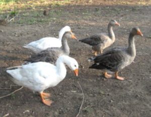 Pilgrim Goose: Origin, Characteristics, Uses
