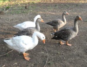 Keeping Geese: Best Guide for High Profits
