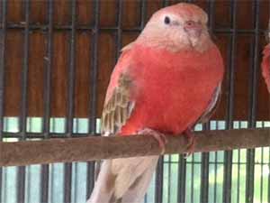 budgerigar, pink budgerigar, pink budgerigar origin, pink budgerigar characteristics, pink budgerigar behavior, pink budgerigar price, pink budgerigar caring