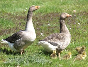 Pomeranian Goose