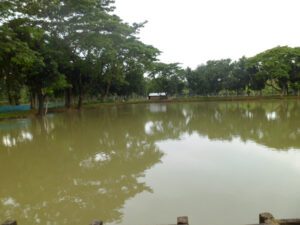 Pond Management