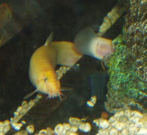 Pond Loach Fish Characteristics, Diet, Breeding