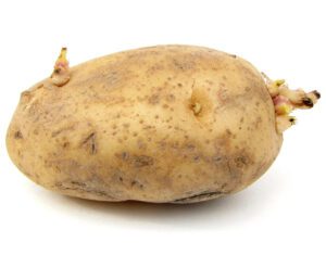 potato, potato farming, advantages of potato farming