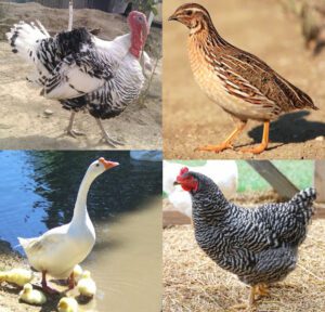 Importance Of Domestic Birds: Advantages Of Poultry