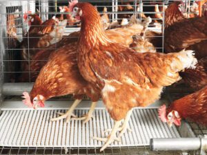 Poultry Farming In Kenya: Is It Profitable? Business Plan!