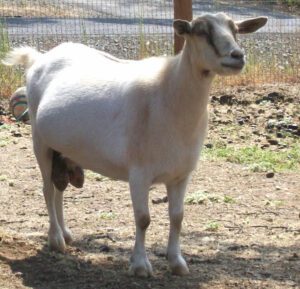 Goat Pregnancy Length