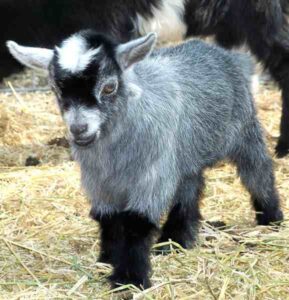 Caring For Newborn Pygmy Goats