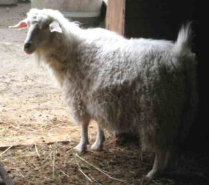 Pygora Goat Farming: Business Plan For Beginners