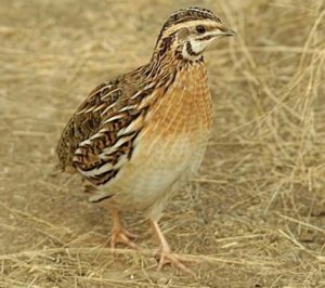 quail farming, quails, quail farming business, commercial quail farming, commercial quail farming business, what is quail farming, quail picture, profitable quail farming, quail farming business plan