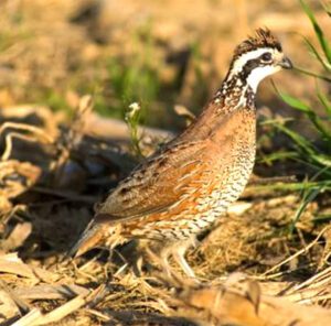 Do You Know What Do Quails Eat Naturally