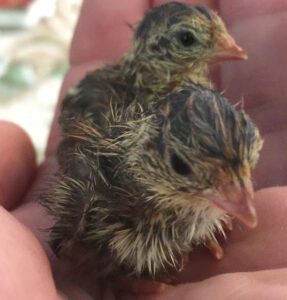 Caring Quail Chicks