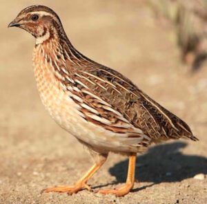 Quail Farming in India: Easy & Highly Profitable Business for Beginners